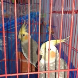 adayu 2 papuqaya Korella   poslednaya