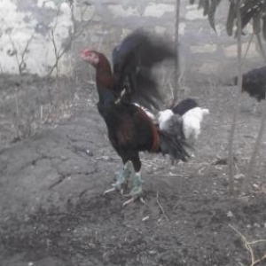 8ayliq bece satilir…isdeyen tayini getirib yoxlayada biler…cinsi qani