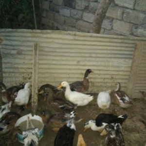 Ördəklər təcili satılır 19 ədəd vığvığ ördək, 2 əd lal ördək q