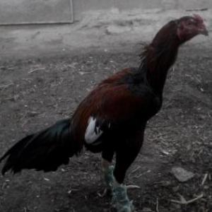 8ayliq bece satilir…isdeyen tayini getirib yoxlayada biler…cinsi qani