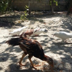 sekilde gorduyunuz goyercinler satilir optavoy 6 denedi