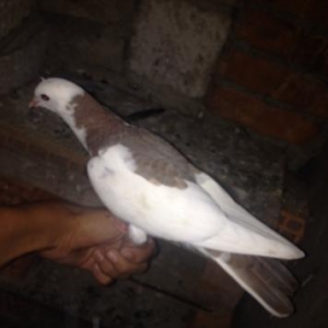 Tecili satilir fikri ciddi olan whatsaap da yaza biler goyercin