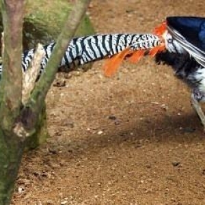 uc illik almazni qirqovul satiram cut