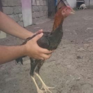 kareyka.bece 4 aylig cins heyvandir atasini 17 mey