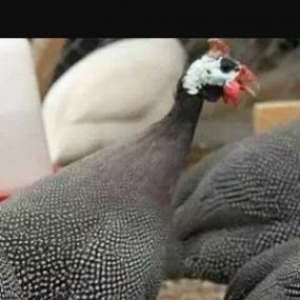 Firəng toyuğu ərkey dişi.Ünvan mərdəkan qə