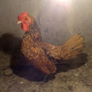 zibirid gumuwu qizili sibirayitlarin yumurtasi ve cuceleri yumurtasi