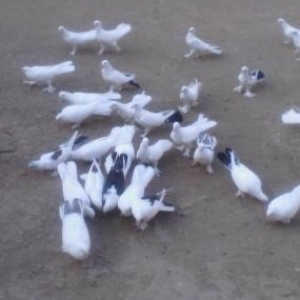 ag badam lelekler wuvelandadi giymeti razilawma yolu ile