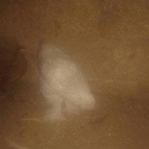 brama beçeleri qiymeti razilaşma yolu ile