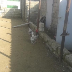 brama beçeleri qiymeti razilaşma yolu ile