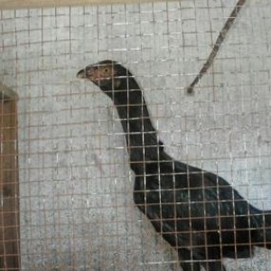 Heyratı fərə cavan