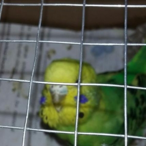 Tecili valnisni disidi