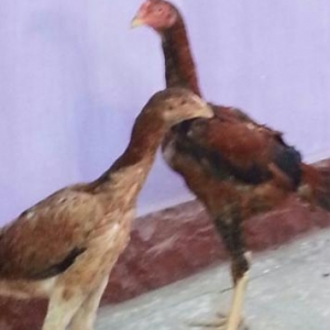 Heyreti xoruz ve fere satiram temiz heyretidir pey