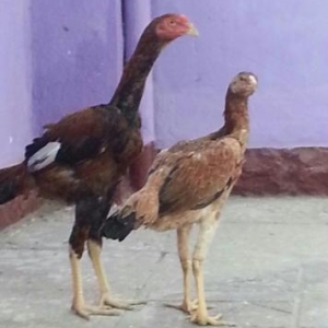 Heyreti xoruz ve fere satiram temiz heyretidir peyvənd olunub tam saql