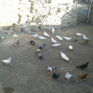 kom satilir 36 danadir