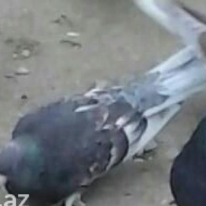 bele qus axdariram.kimde varsa elaqe saxlasin.badamlelek olsun.