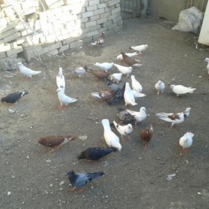 kom satilir 36 danadir