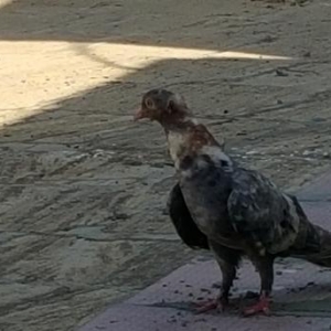 Super  quslar saatliq