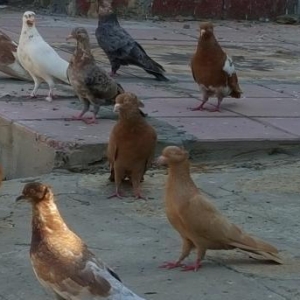 Super  quslar saatliq