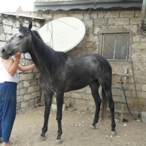 ingilis cinsli  disi at,4 yasi var,saxsiyyat vasiqasi var,yaris atidir