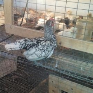 tam saglam zibrit satilir vaksinleri verilib