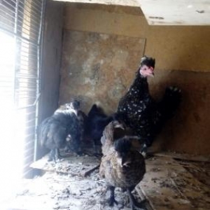 1 ededi yumurtalayir