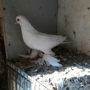 Bir cüt qalib.Cutu satıram.Temiz ağdır,hec bir nişanı yoxdur.