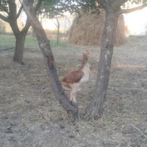 tecili munasib qiymete satilir