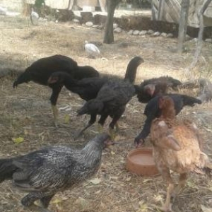 tecili munasib qiymete satilir