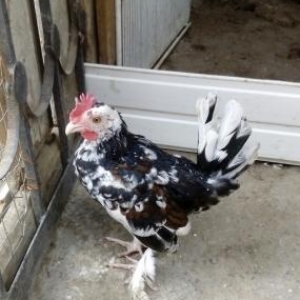 1 ededi yumurtalayir