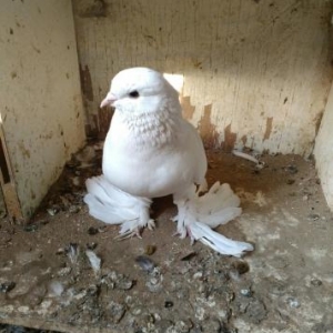 Bir cüt qalib.Cutu satıram.Temiz ağdır,hec bir nişanı yoxdur.