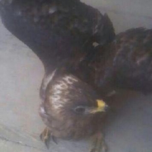 qartal-степной орел