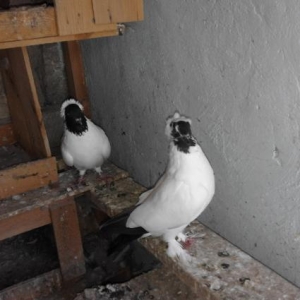 Ucuz qiymete saglam manaxlar