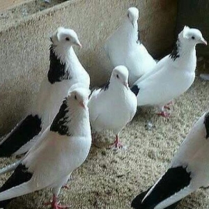 ikdene maya lazimdi kekilli kekilsiz ferqi yoxdu a