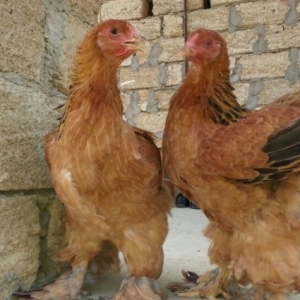 8 aylığa Brama toyuglari satilir.1 i