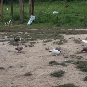 super quwlar satilir