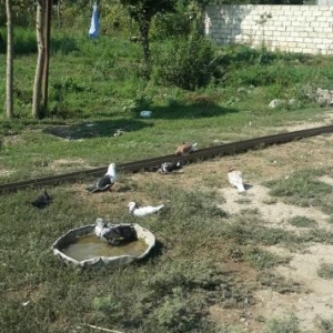 super quwlar satilir