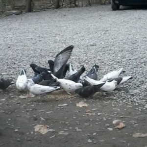 Tecili satiram ev goyercinleri