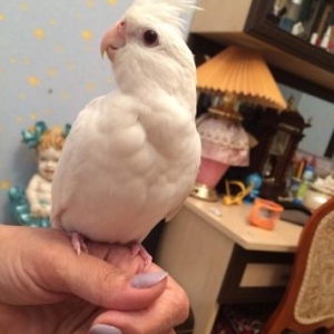 Ручной Корелла