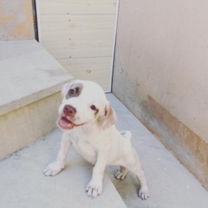 Pitbull kucuyu satilir radaslovnu temiz