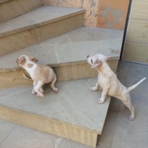 Pitbull kucuyu satilir radaslovnu temiz