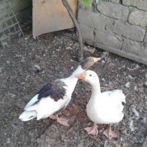 Qaz satilir erkek ve disi qazlardir.