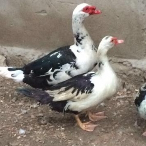 Ördek satılır yaxşı ətlik ordekdir erkek ve 