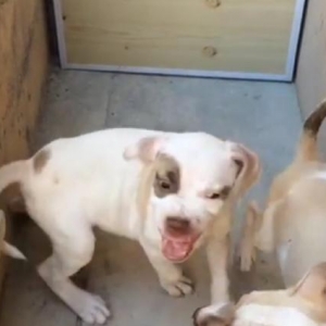 Pitbull kucuyu satilir radaslovnu temiz