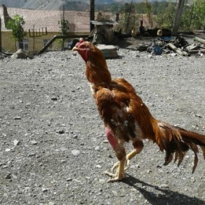 Heyreti 1 yas 9 ayliqdi bir nece meydana cixib udu