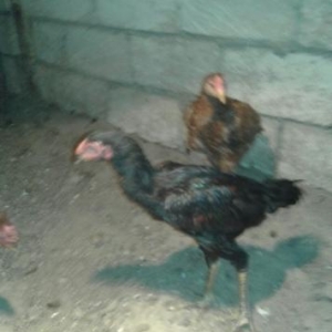 heyrati bece iyunun 10 cıxıbana ördek ata ingil