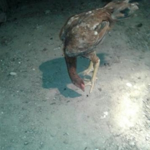 heyrati bece daşdemirnen indaneziyanin qarşıqı