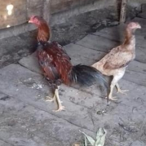 herati xoruz ve toyuq 1il 6 ayliq