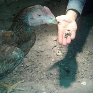 heyrati bece daşdemirnen indaneziyanin qarşıqı