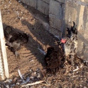 Brama Toyuqlari_muxtelif qiymetlerde