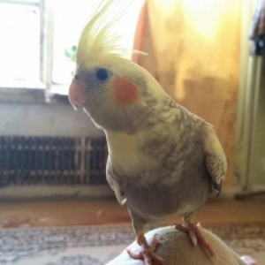 Karella 6 aylıqdır erkəkdi təmiz əl quşudur 